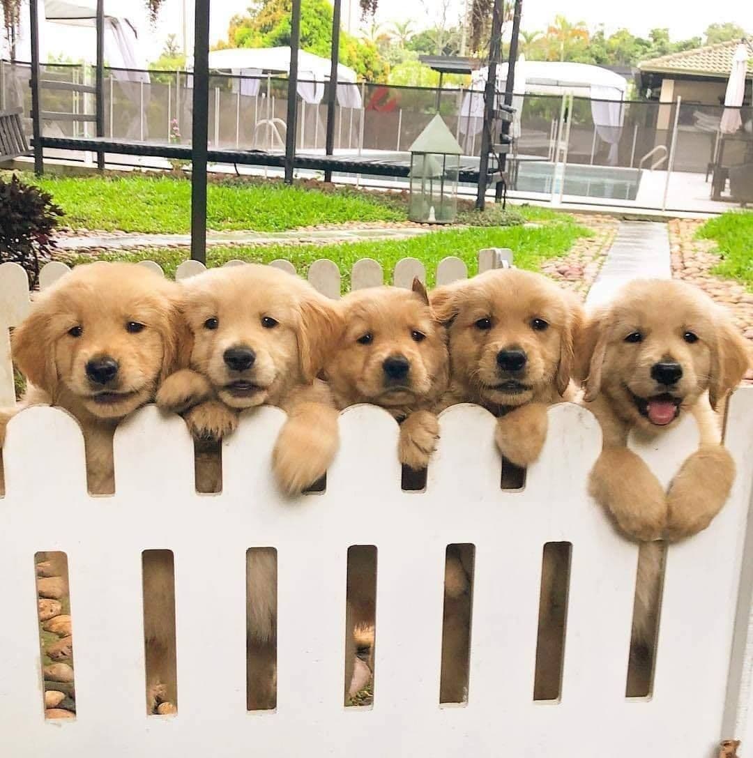 Pet Fence