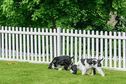Dogs in fenced yard