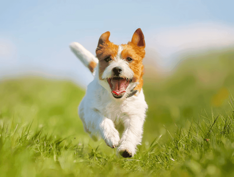 Dog Running