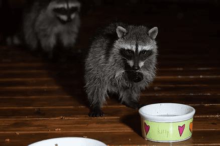 Raccoon