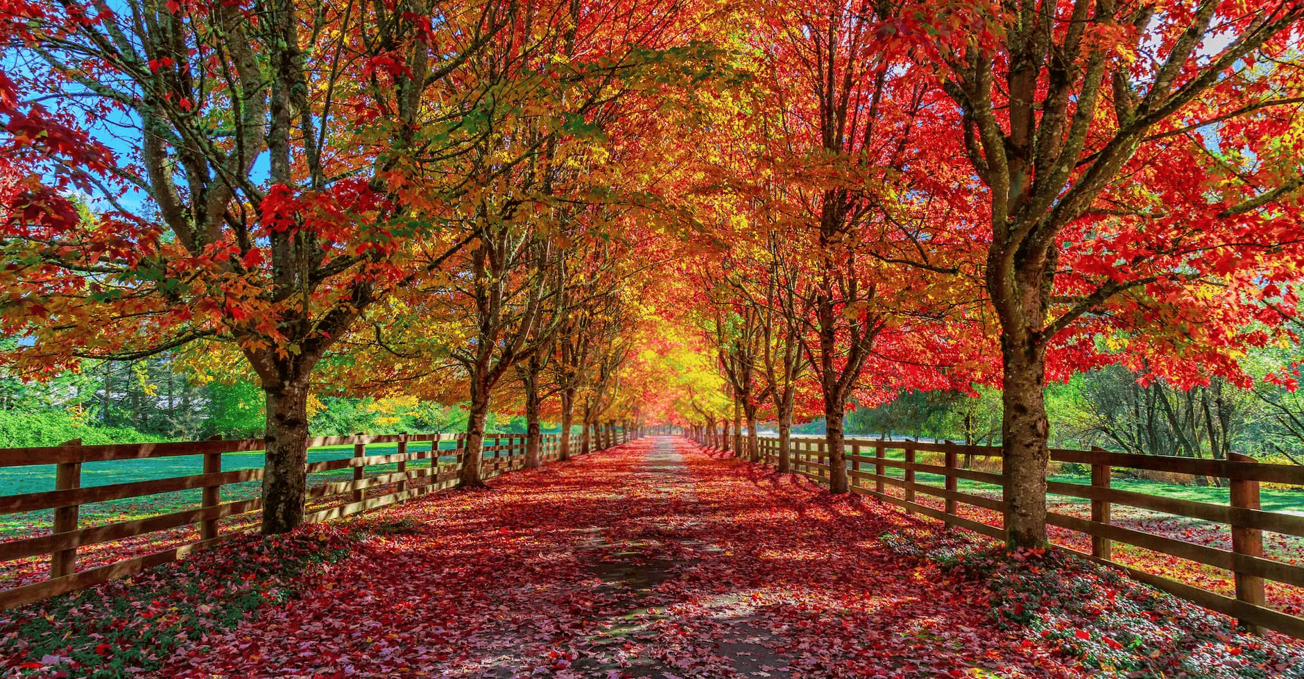 Autumn Fence Scene