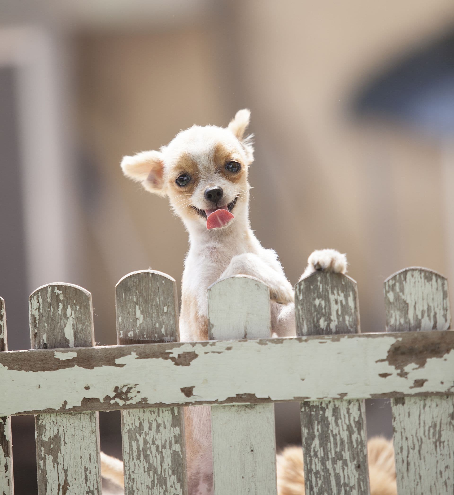 Funny Face Of Pomeranian Dog