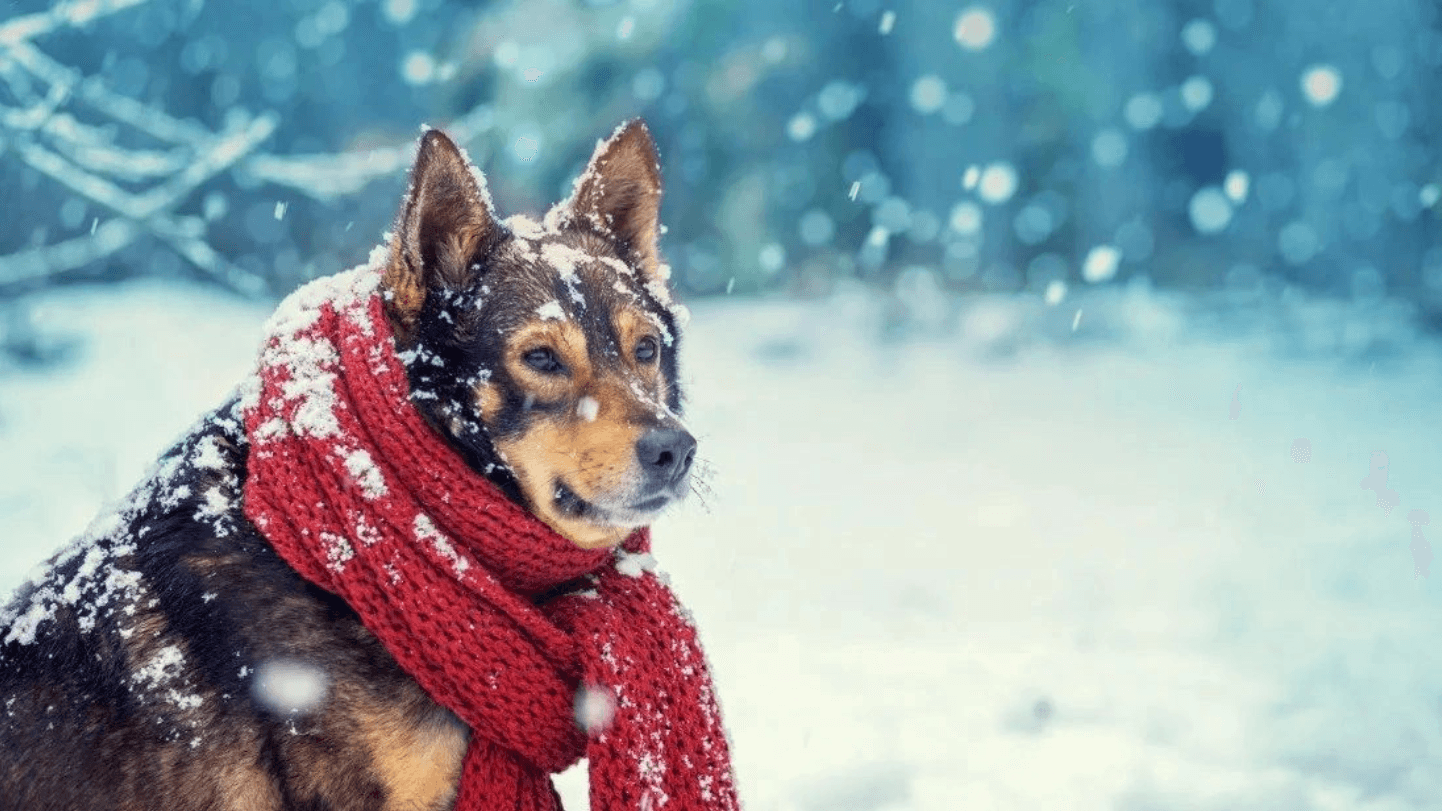 Winter Dog