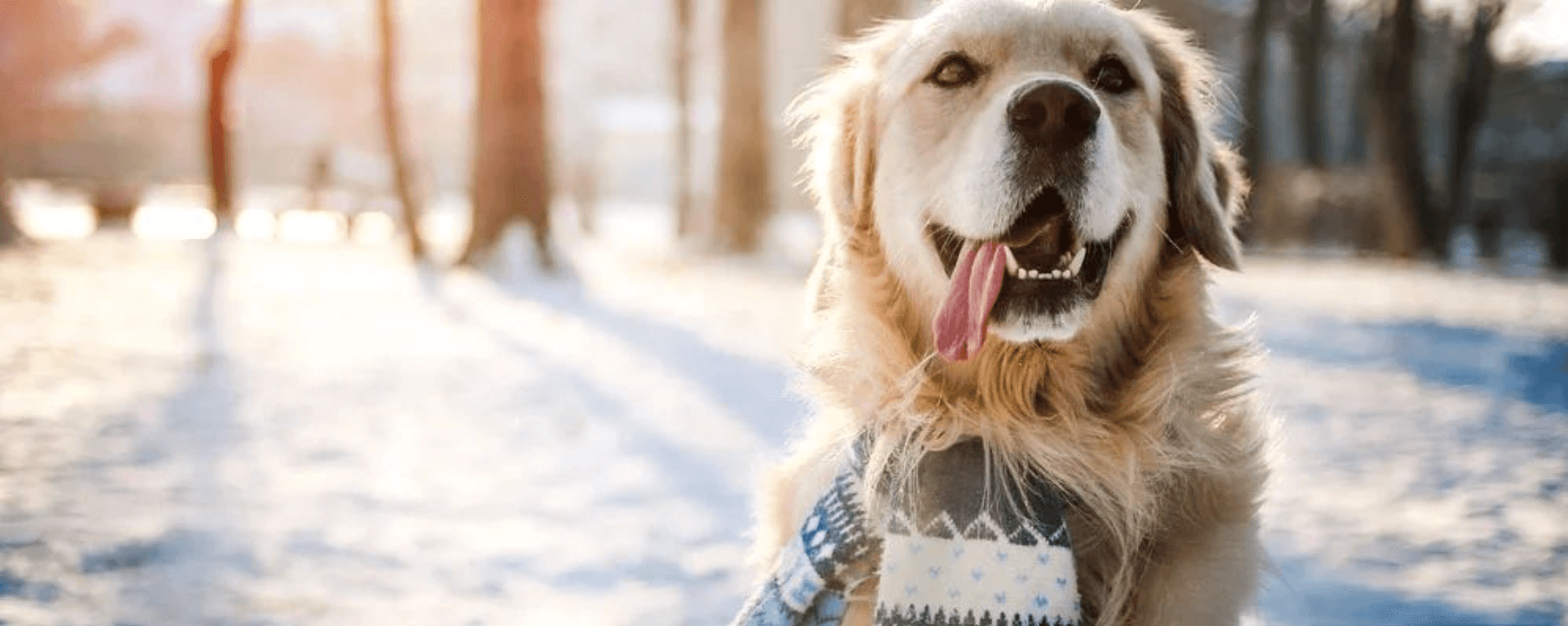 Winter dog