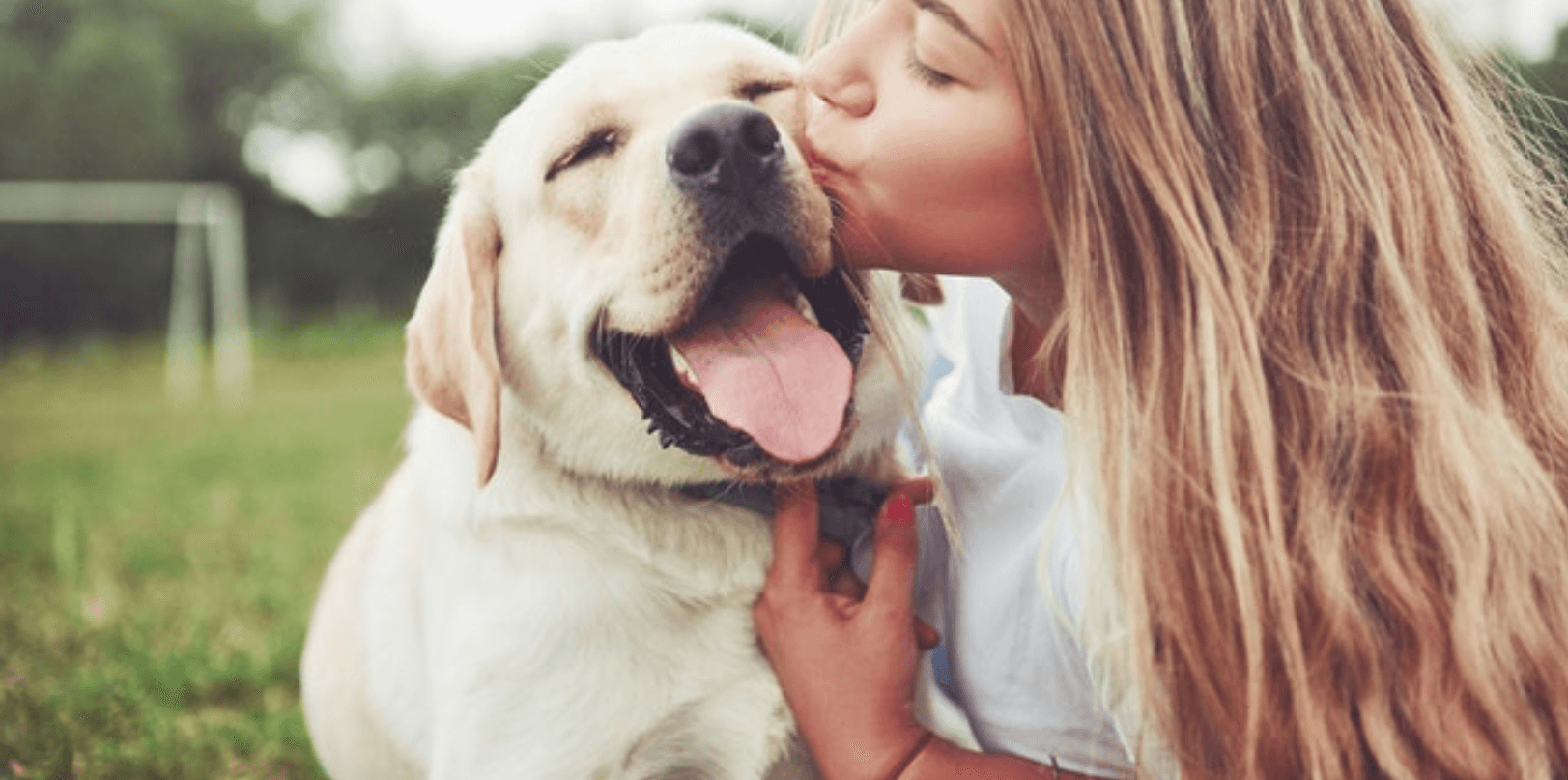 Dog with owner